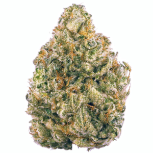 White Guava (Hybrid) Limited Quantity